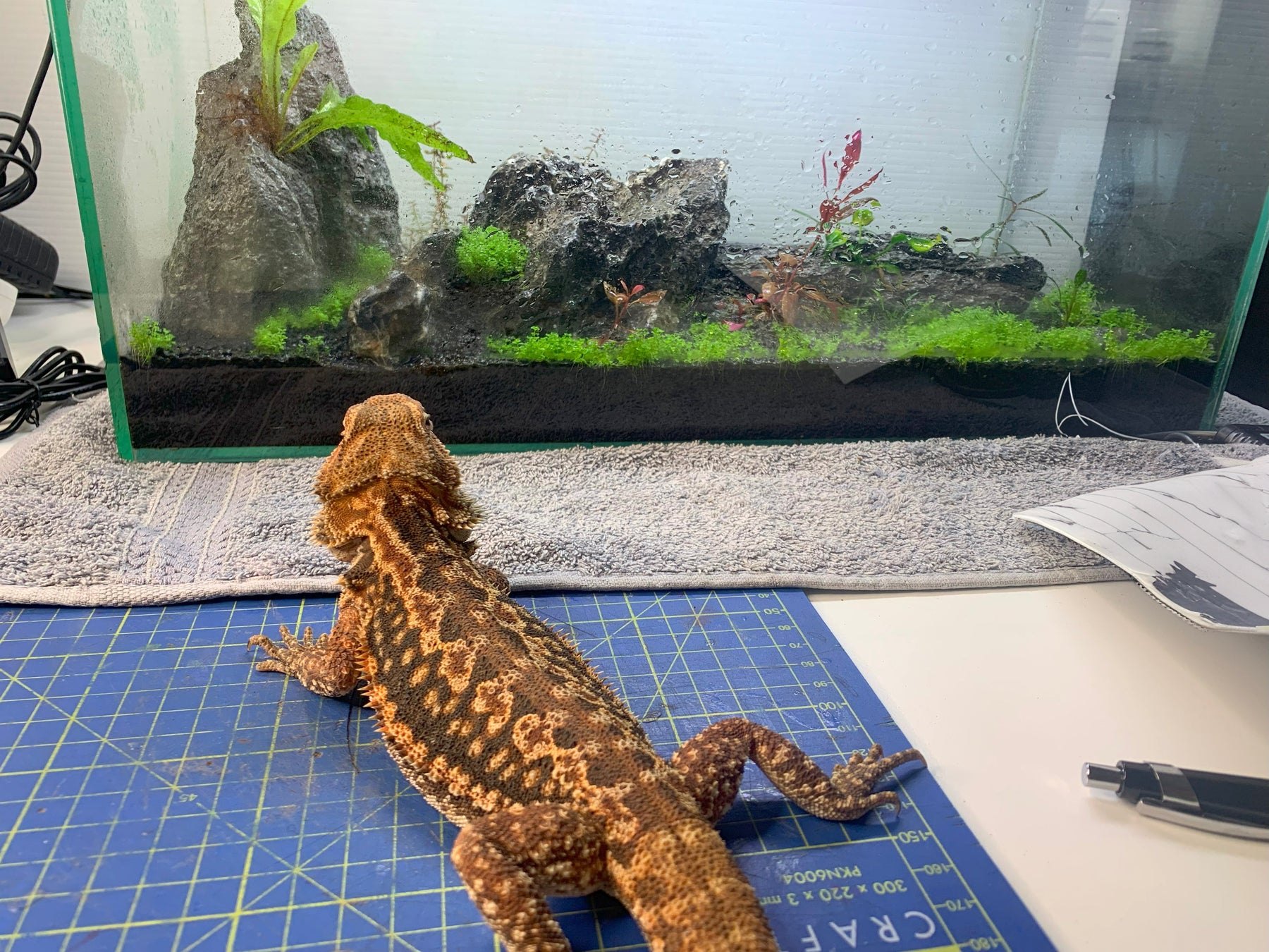Custom Order: Basic Dry Start Method Aquarium for a Betta Fish