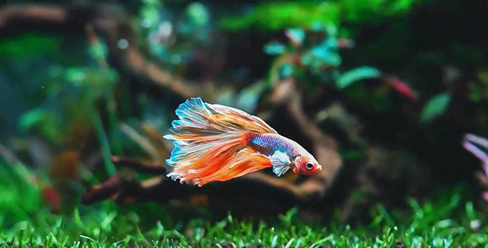 Beginner-Friendly Fish: What to Start With?
