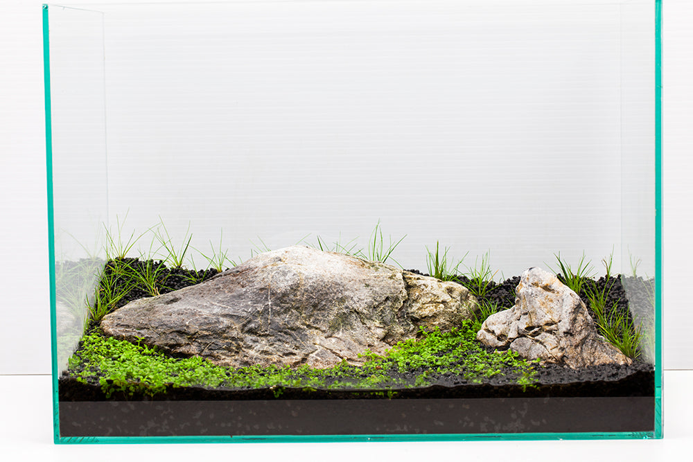 Gallery Gems Unveiled: Aquariumz's Dry Start Method Masterpieces!