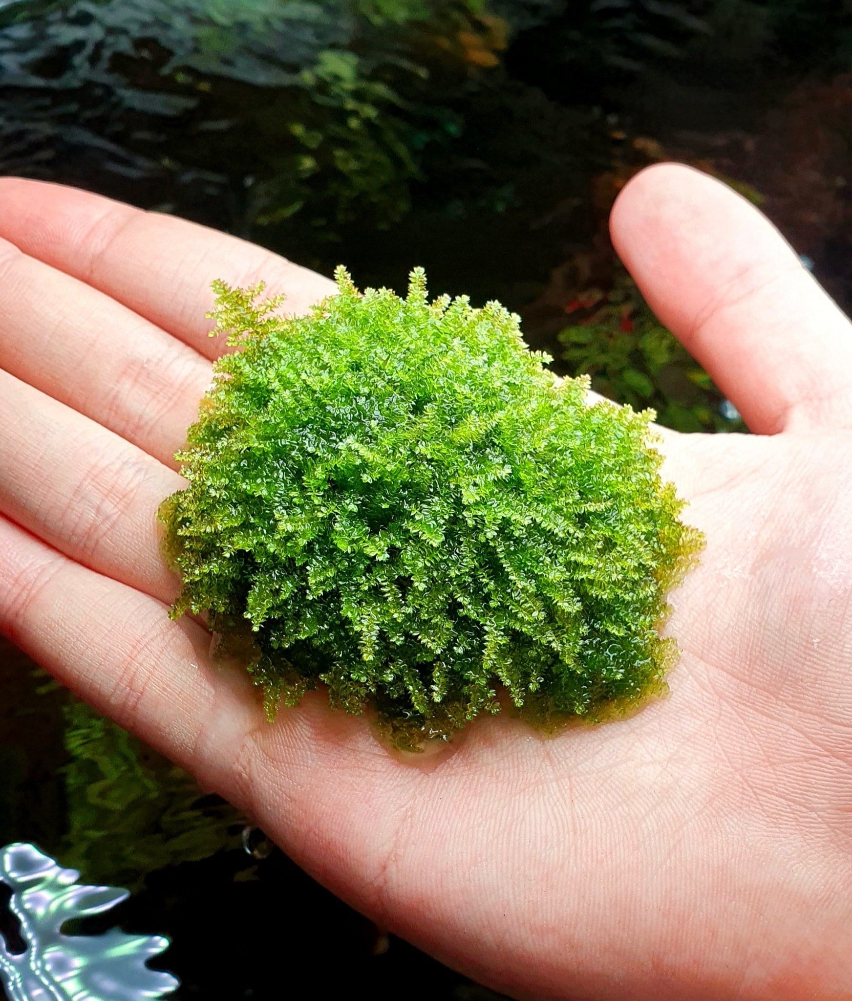 New Batch of Mosses!