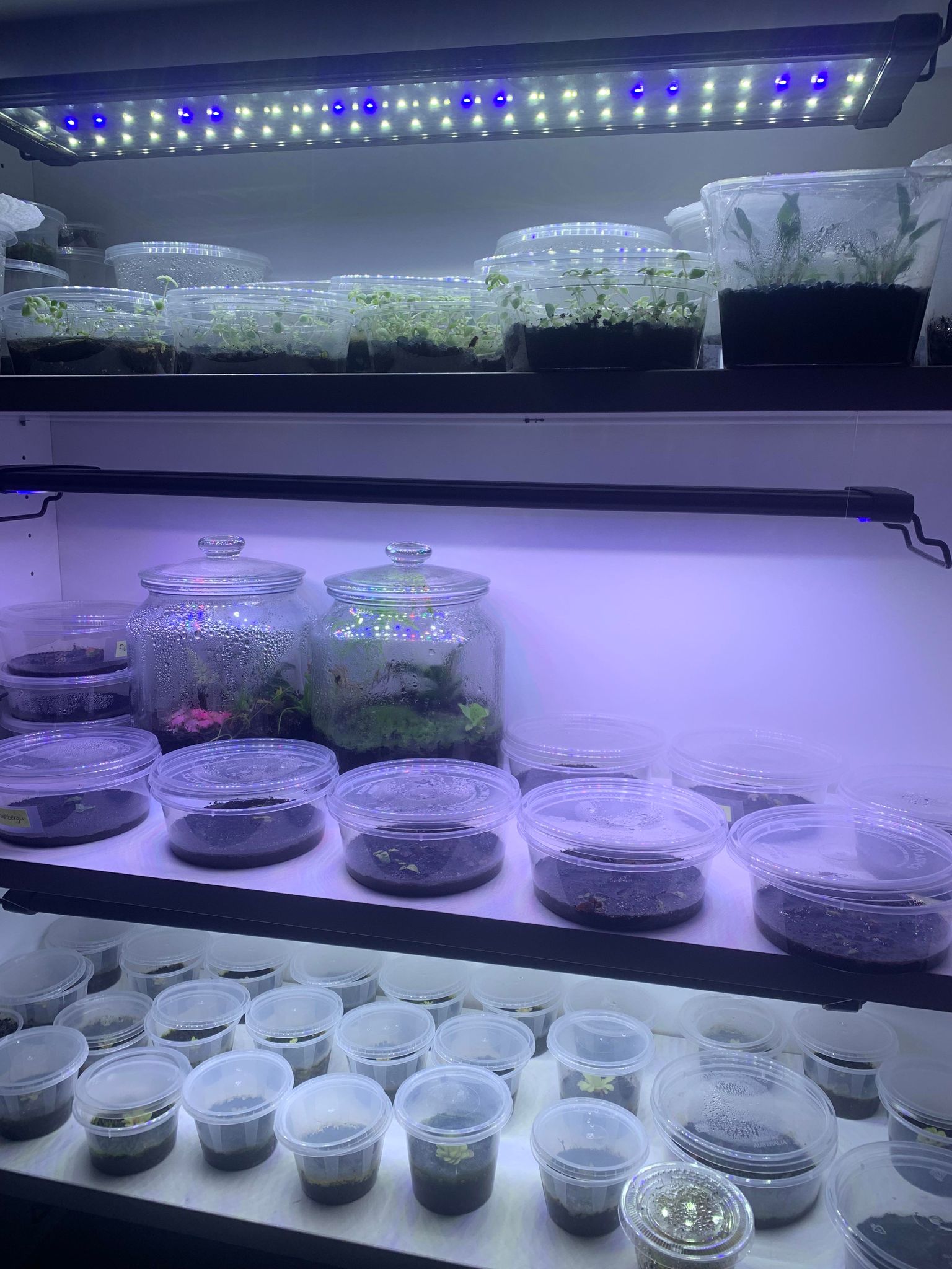 Expanding Horizons: Welcome to a World of Terrestrial Plants at Aquariumz!