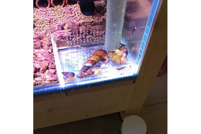Acrylic Feeding Barriers