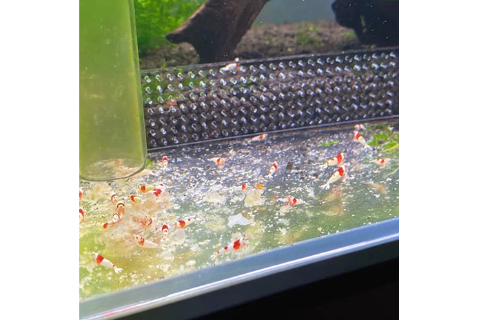 Acrylic Feeding Barriers