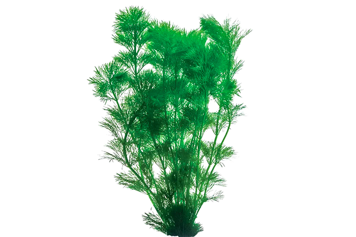 Ambulia -  Limnophila Sessiliflora (bunch)