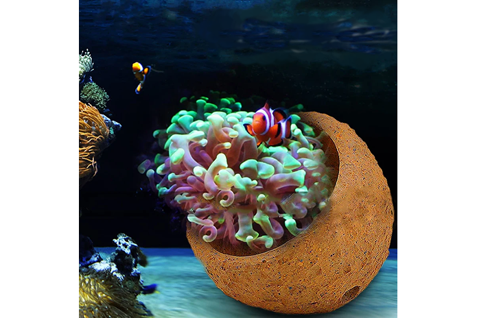 Anemone Nest
