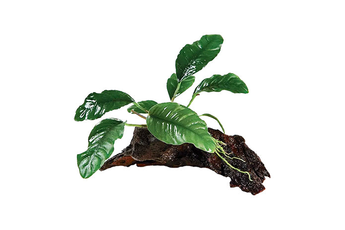 Anubias Barteri var. Coffeifolia on Driftwood