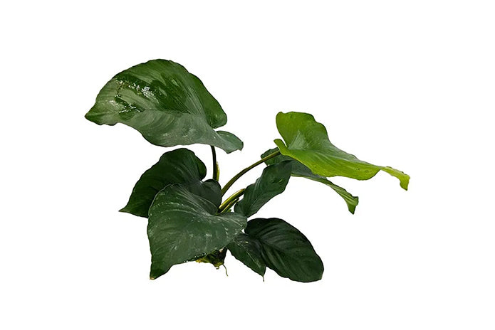 Anubias Barteri (New) - 10-20cm