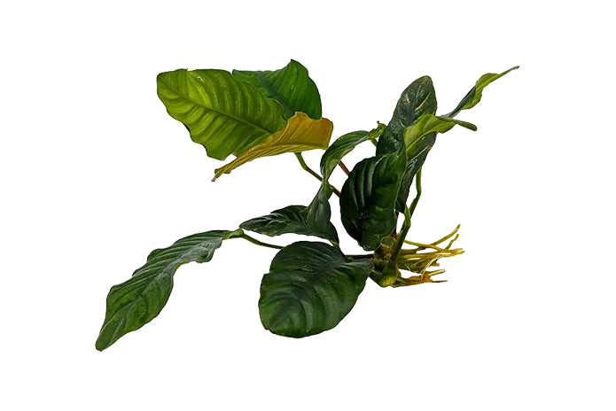 Anubias Barteri var. Coffeifolia