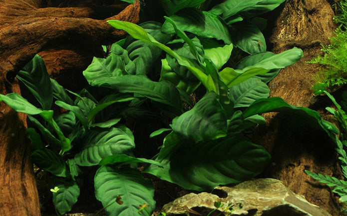 Anubias Barteri var. Coffeifolia