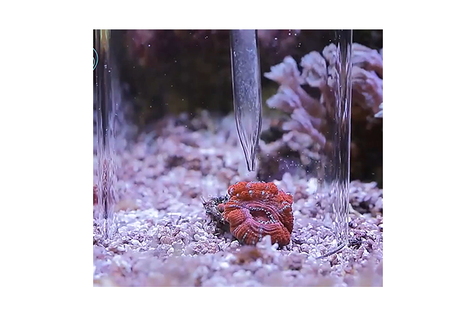 Arcylic Coral Feeding Tube