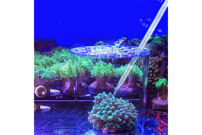 Arcylic Coral Feeding Tube