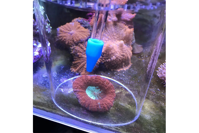 Arcylic Coral Feeding Tube