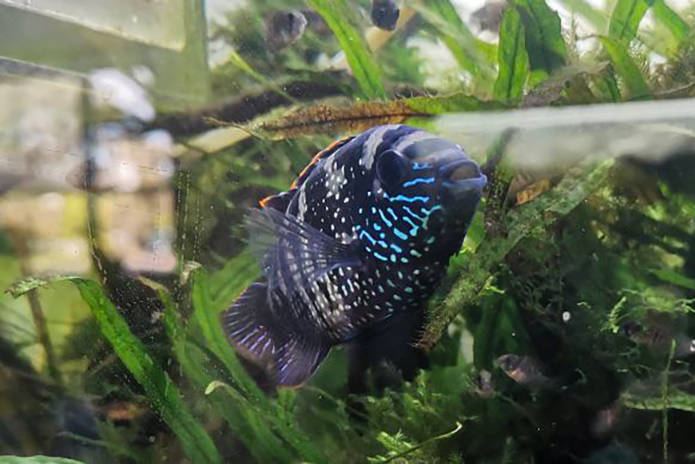 Blue Acara