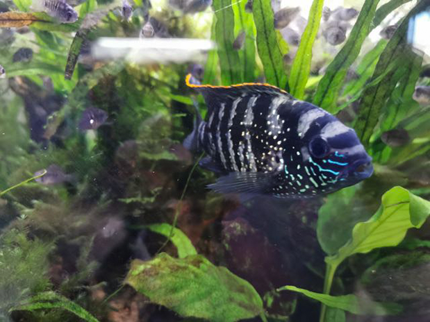 Blue Acara