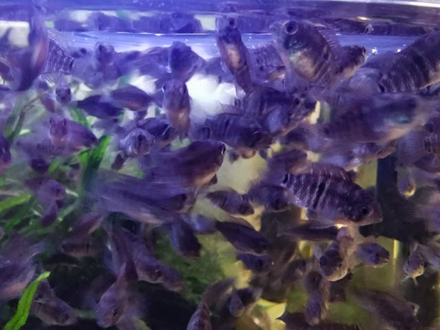 Blue Acara