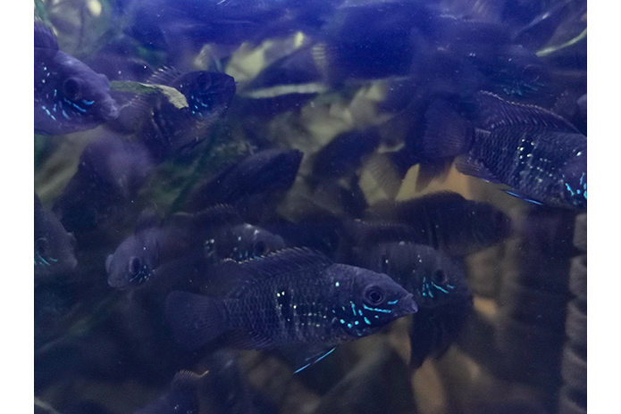 Blue Acara
