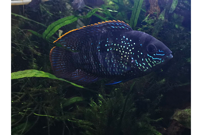 Blue Acara