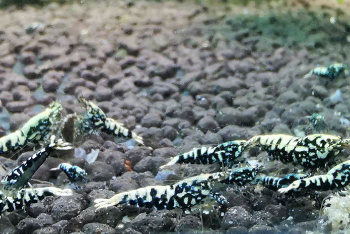 Boa Caridina Shrimp (low to medium grade)