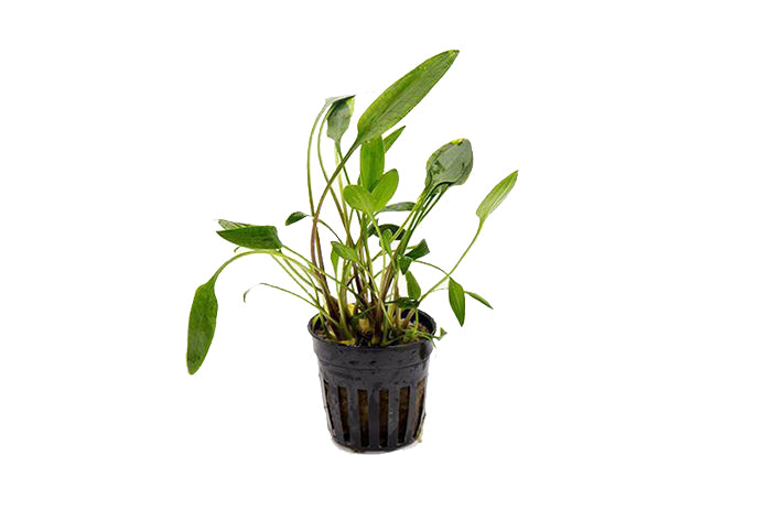 Cryptocoryne Lutea 5cm Pot