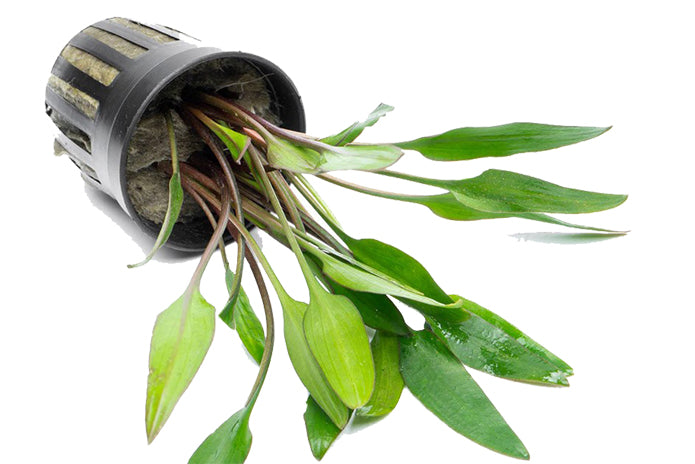 Cryptocoryne Lutea 5cm Pot