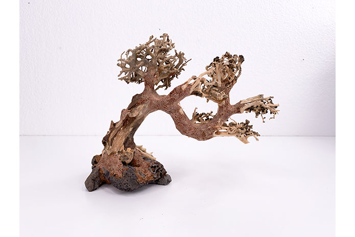 Aquatic Bonsai Tree WA012