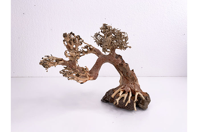 Aquatic Bonsai Tree WA012