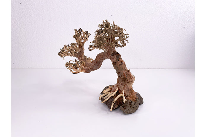 Aquatic Bonsai Tree WA012