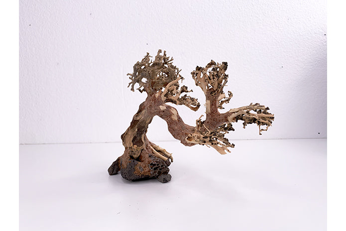 Aquatic Bonsai Tree WA012