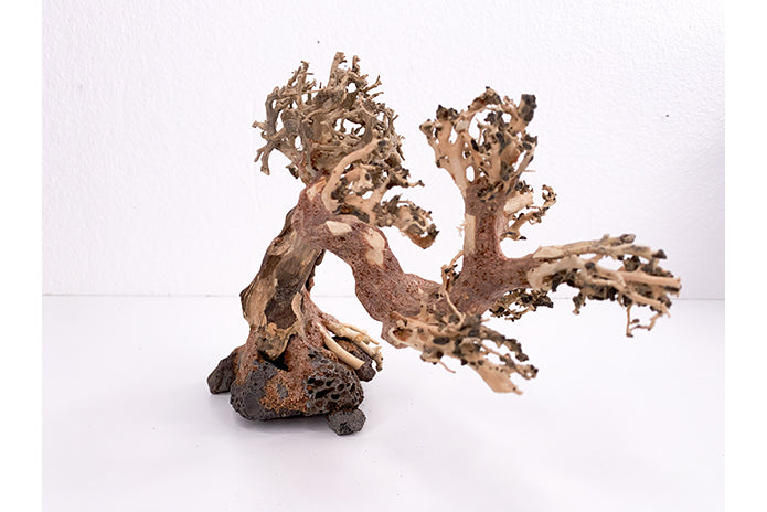Aquatic Bonsai Tree WA012
