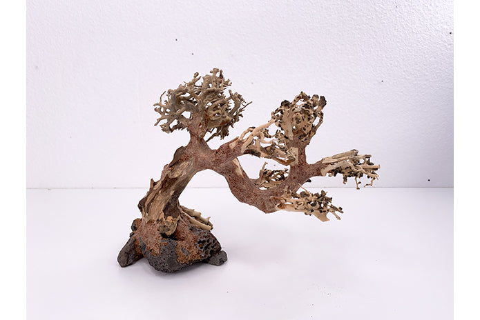 Aquatic Bonsai Tree WA012