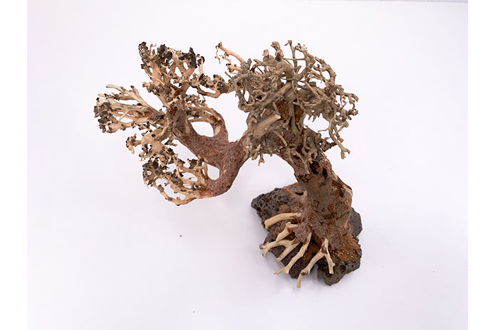Aquatic Bonsai Tree WA012