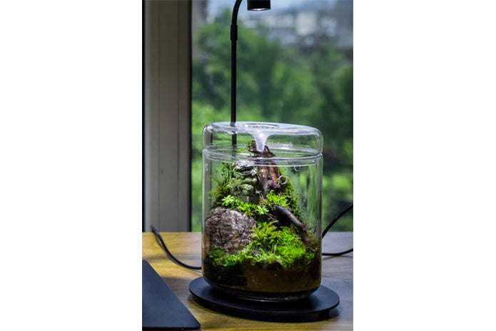Glass Micro Terrarium - Mossarium