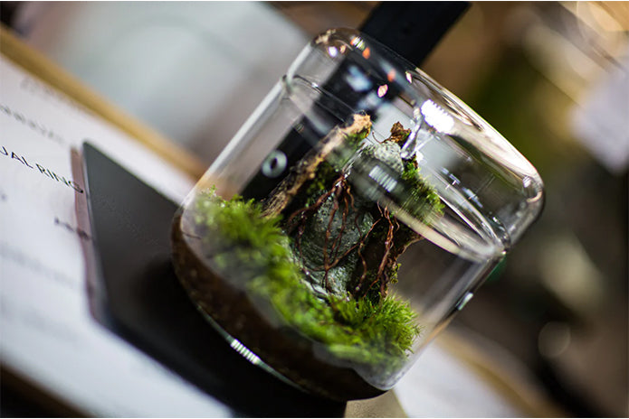 Glass Micro Terrarium - Mossarium
