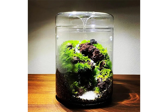 Glass Micro Terrarium - Mossarium