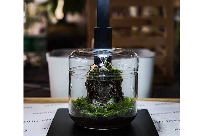 Glass Micro Terrarium - Mossarium