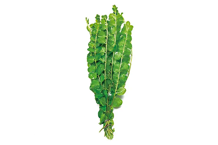 Gold Pennywort - Lysimacia Nummularia var. aurea (bunch)