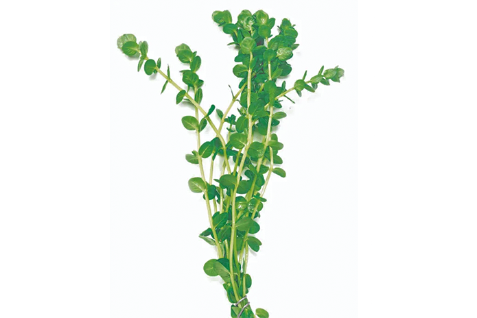 Green Pennywort - Lysimacia Nummularia (bunch)