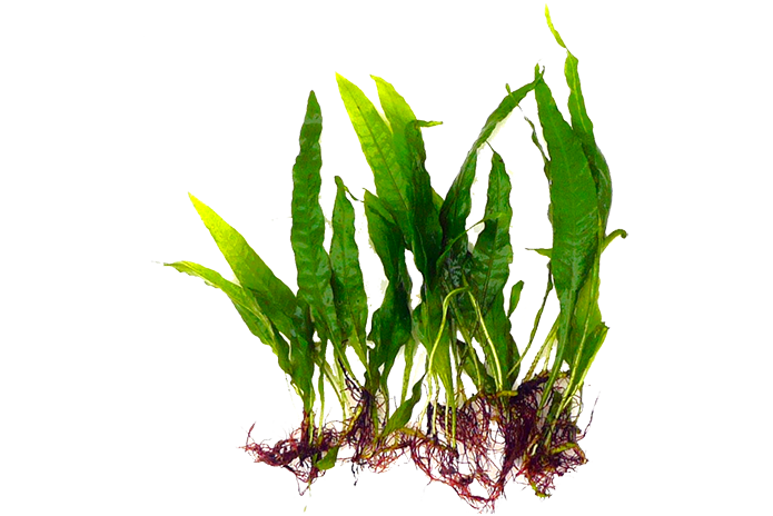Java Fern - Microsorum Pteropus Bunch