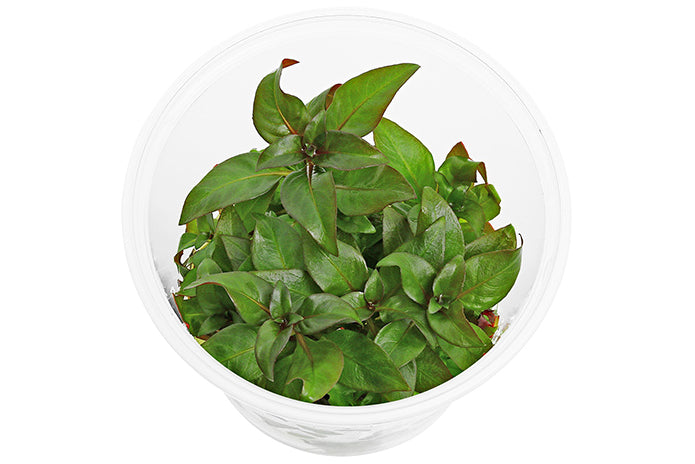 Tissue Culture - Ludwigia Glandulosa