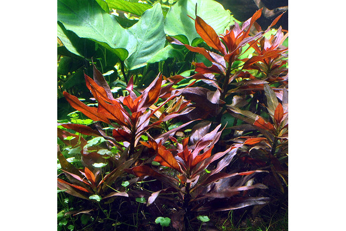 Tissue Culture - Ludwigia Glandulosa