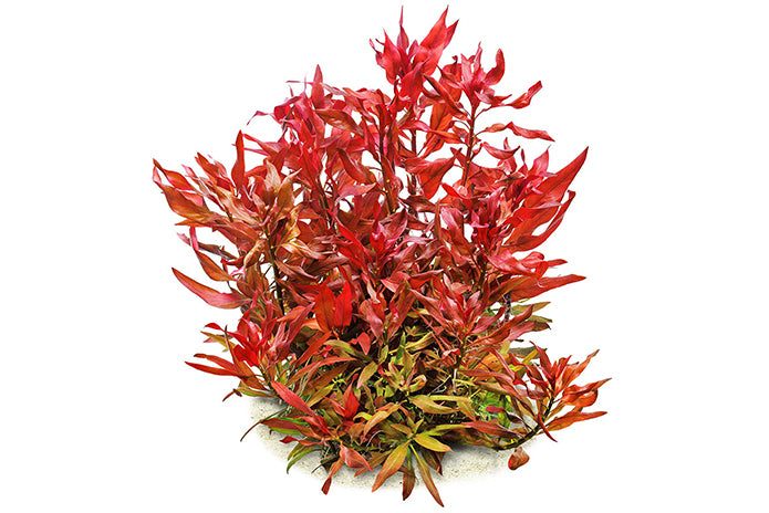 Tissue Culture - Ludwigia Glandulosa