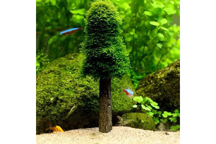 Moss Holding Tree