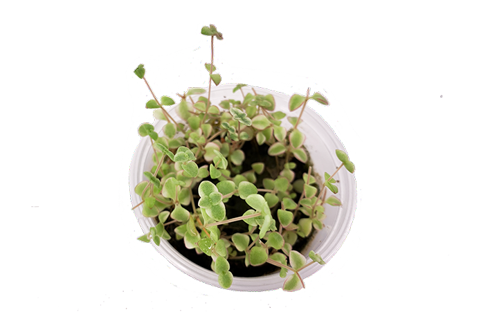 Crassula Pellucida subsp. Marginalis forma variegata