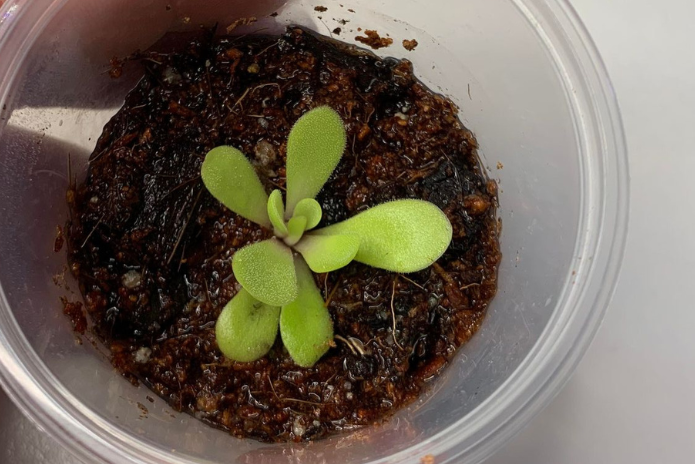 Pinguicula Agnata x Potosiensis