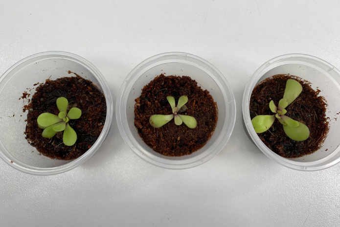 Pinguicula Agnata x Potosiensis