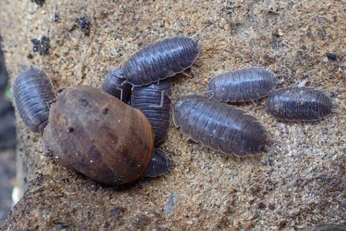 x10 Porcellio Laevis - Smooth Slater Isopods
