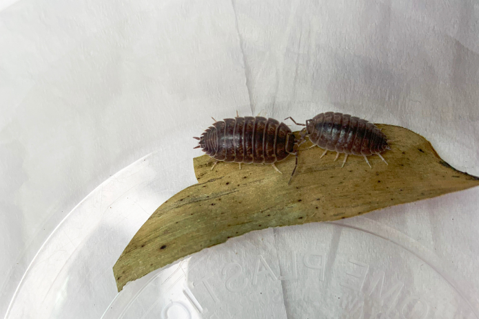x10 Porcellio Laevis - Smooth Slater Isopods