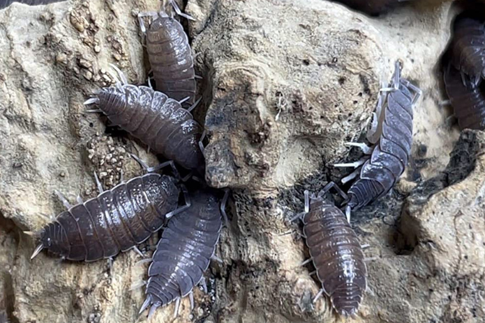 x10 Porcellionides Pruinosus - Powder Blue Isopods