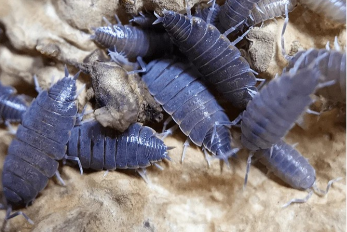 x10 Porcellionides Pruinosus - Powder Blue Isopods