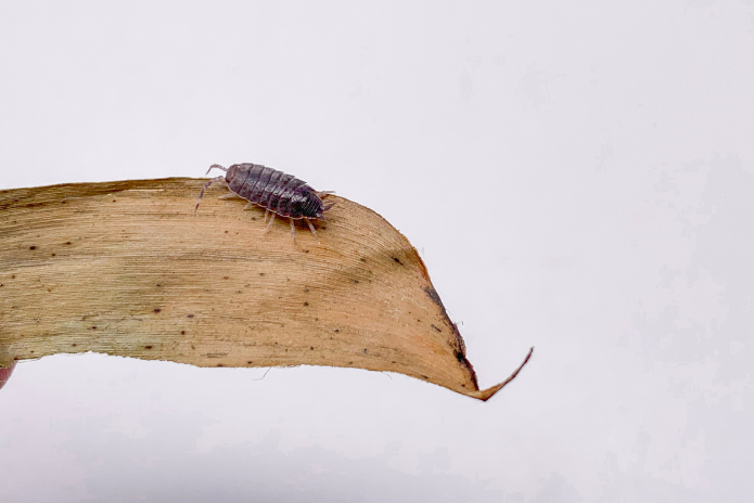 x10 Porcellionides Pruinosus - Powder Blue Isopods
